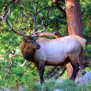 Bow Hunting in New Mexico - Bowdacious Bowrest